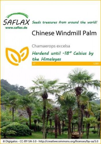 12381-chamaerops-excelsa-seed-package-front-cr-english
