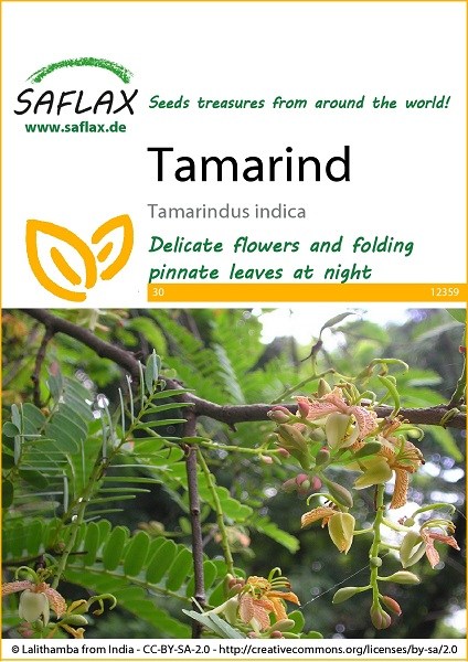 12359-tamarindus-indica-seed-package-front-cr-english
