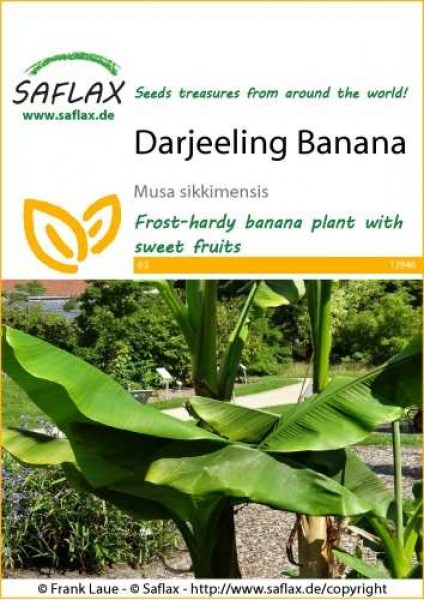 12946-musa-sikkimensis-seed-package-front-cr-english