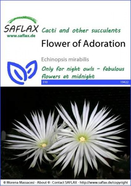 19422-echinopsis-mirabilis-seed-package-front-cr-english