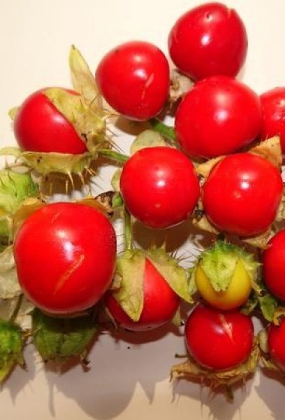 BIO semená Liči paradajka Solanum sisymbrifolium 