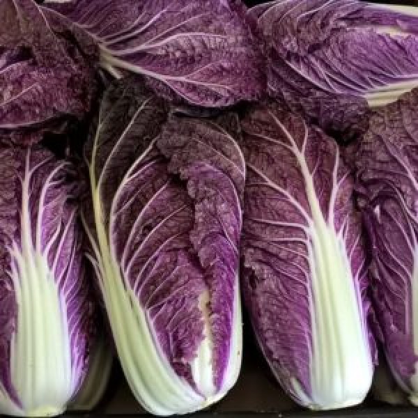 Chinese-cabbage-Scarrossa-F1-3-300x300