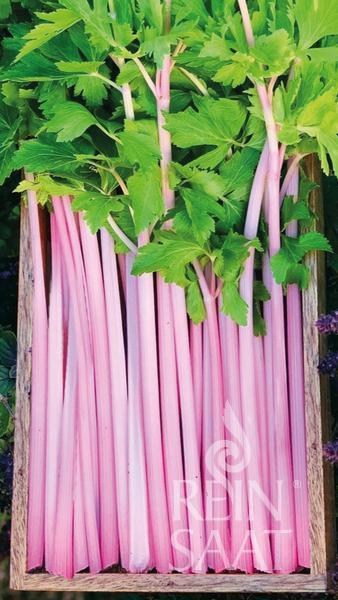 Se19_Chinese_Pink_Celery_600