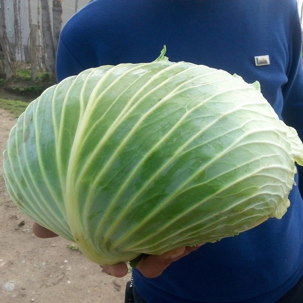 White-cabbage-Zanzibar-F1-2-999x999
