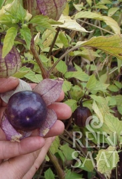 Machovka fialová, Physalis ixocarpa, Purple Tomatillo semená,