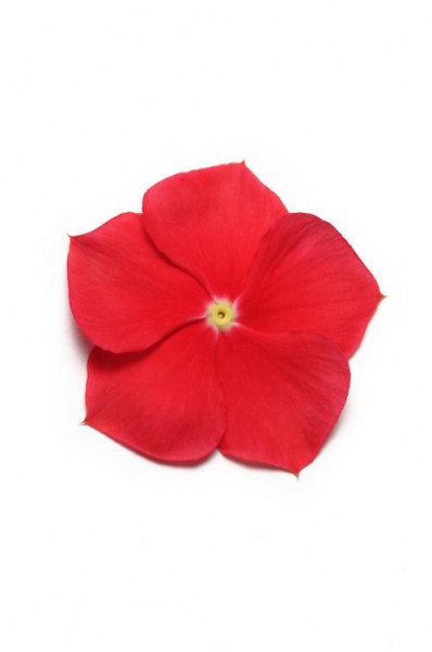 vinca_pacifica_xp_really_red