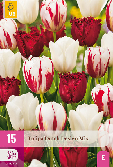 cibuloviny, tulipan, cibule kvetov, cibulky kvetov, cibulky tulipanov