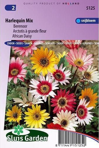 Arctotis acaulis, Nerenky,
