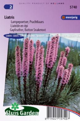 semená kvetov, liatris spicata, semená liatris, fialové kvety, kvety k rezu,