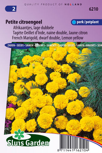 tagetes kvety semena zeleniny kvetov bylinky sadit pestovat rajcin paprika uhoriek bazalka
