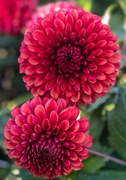 dahlia-copperboy-i.jpg