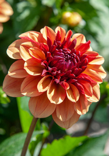 dahlia-creme-de-cognac-i.jpg