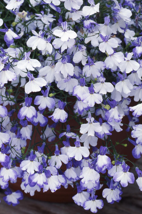 Lobelia erinus Regatta Series Blue Splash