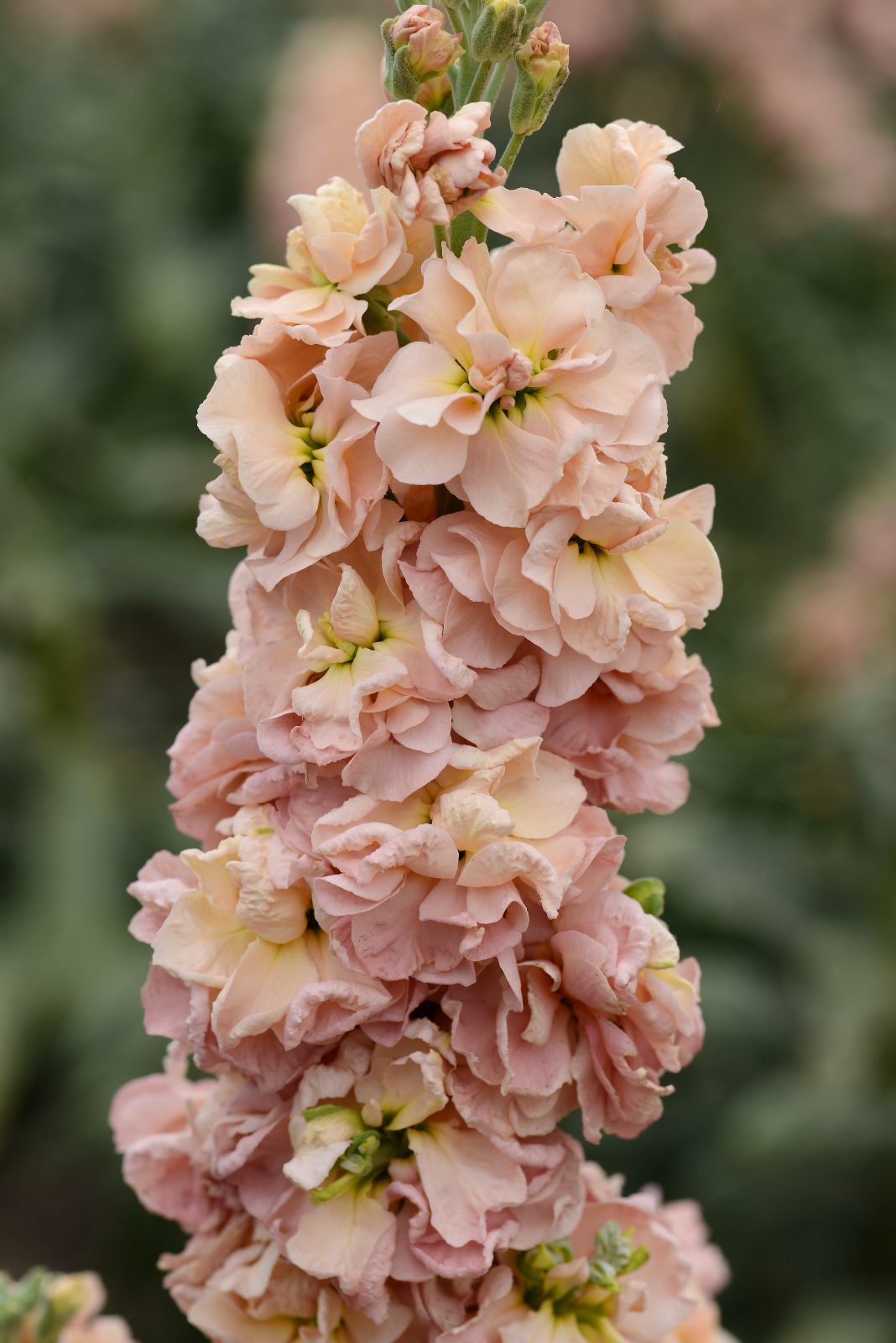 mathiola_column_apricot_2.jpg