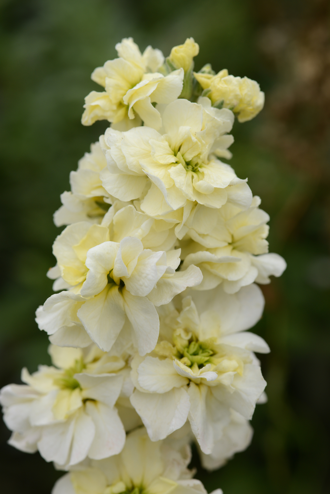 mathiola_column_miracle_yellow.jpg