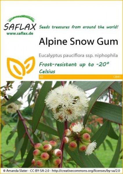12941-eucalyptus-pauciflora-seed-package-front-cr-english