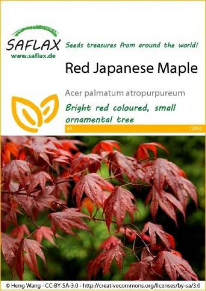 12952-acer-palmatum-seed-package-front-cr-english