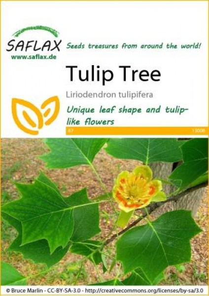 13008-liriodendron-tulipifera-seed-package-front-cr-english