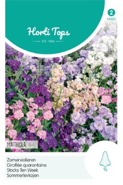 Fiala letná Matthiola incana Summer Violet 