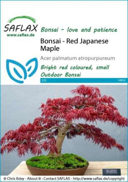 14952-acer-palmatum-seed-package-front-cr-english