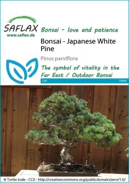 14969-pinus-parviflora-seed-package-front-cr-english