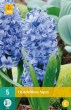 modry hyacint, kvetove cibulky, cibuloviny, kvety, cibule hyacintov
