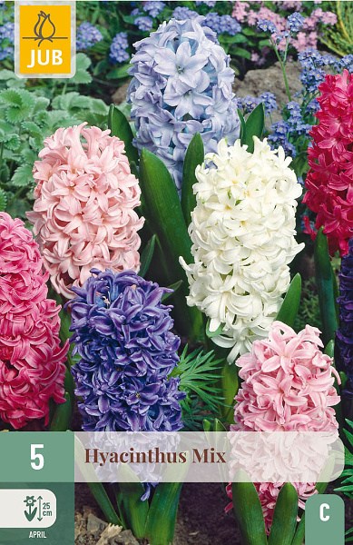 cibuloviny, cibule kvetov, kvetove cibule, hyacinty, hyacint, kvety, 