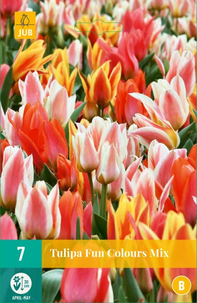 Cibuľoviny, tulipány, Tulipán Fuer Elise