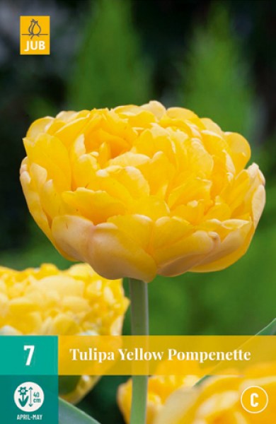 Cibuľoviny, tulipány, Tulipán Yellow Popenette