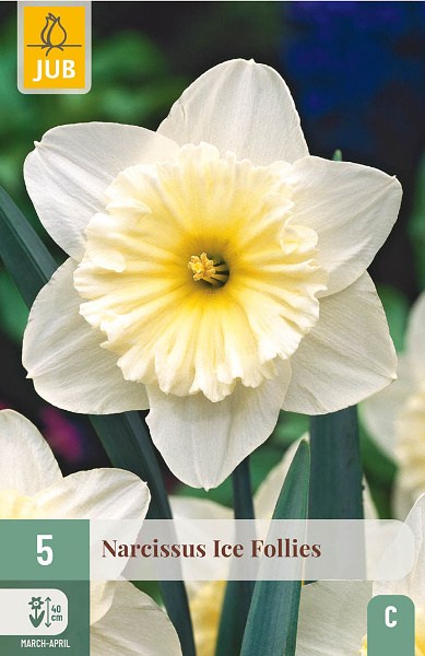kvety, cibule kvetov, cibuloviny, kvetove cibulky, narcisy, narcis