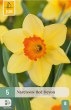 cibuloviny, kvety, narcisy, narcis, zlty narcis, jarne kvety, red devon,