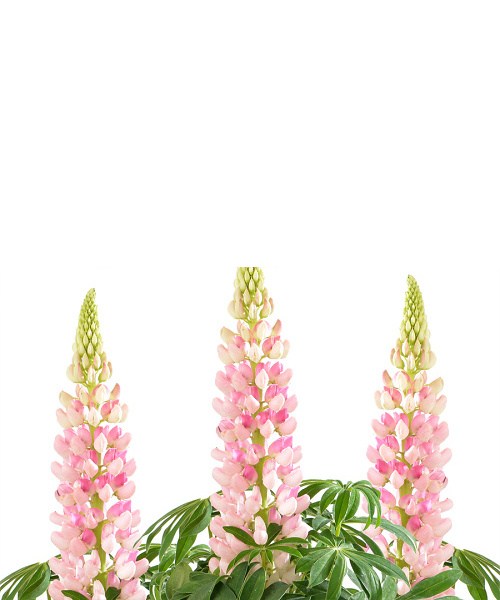 307620-lupine-pink-shades