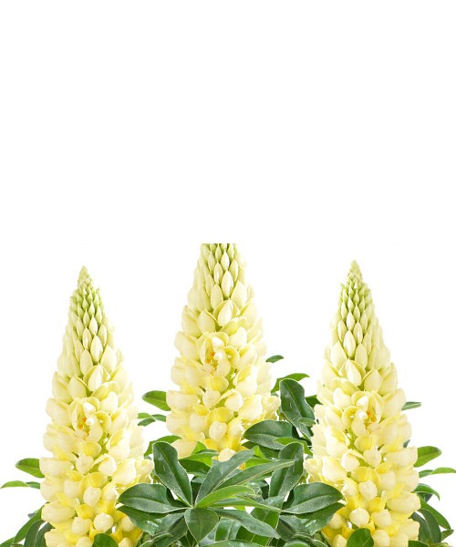 307650-lupine-yellow