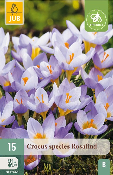  Krokus Rosalind