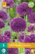 okrasny cesnak, Kvety, Cibuľoviny, Allium, Purple Sensation