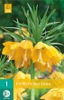 Cibuľoviny, Cibule korunovky, Fritillaria imperialis Lutea