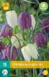 Cibuľoviny, Cibule korunovky, Fritillaria meleagris mix