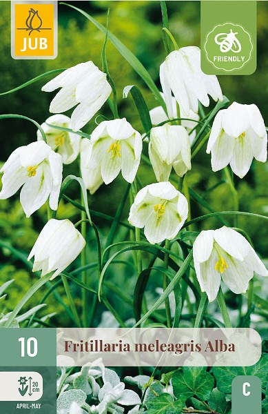 Cibuľoviny, Cibule korunovky, Fritillaria meleagris Alba