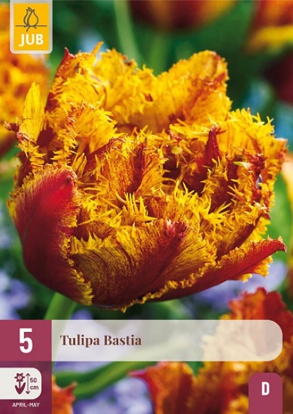 Tulipán Bastia 