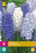cibule kvetov, cibule hyacintov, modre hyacinty, cibuloviny, hyacint, blue water