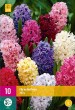 cibuľoviny, cibule kvetov, hyacinty, hyacint, farebné hyacinty, kvety, 