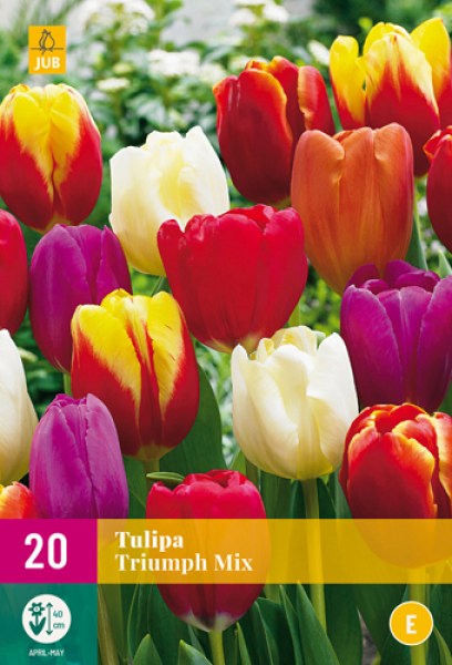 cibuloviny, tulipan, cibule kvetov, cibulky kvetov, cibulky tulipanov