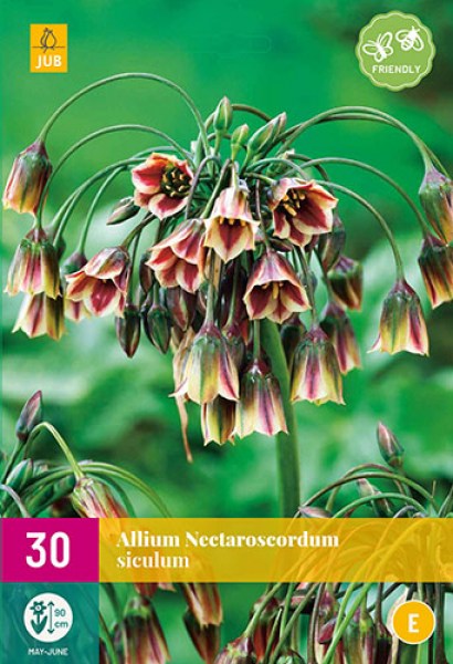 cibule kvetov, cibuloviny, Okrasný Cesnak, Allium (nectaroscordum) siculum 