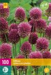 cibule kvetov, cibuloviny, Okrasný Cesnak, Allium sphaerocephalon