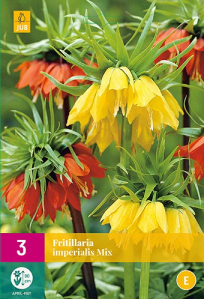 Korunovka, Fritillaria imperialis mix XXL balenie