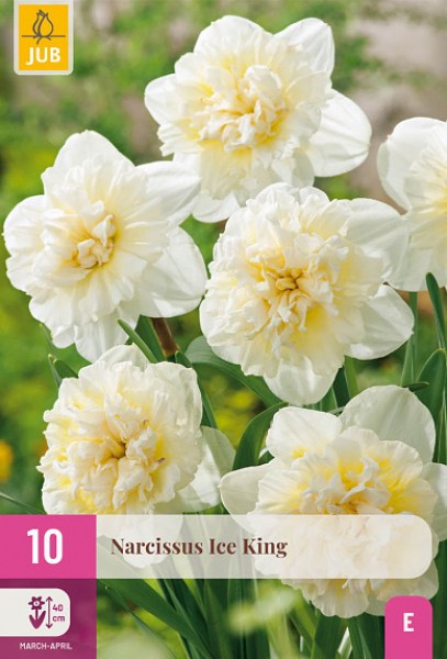 Ice King, narcis, narcisy, cibuloviny, cibulky kvetov, kvety, biele kvety, jarne kvety,