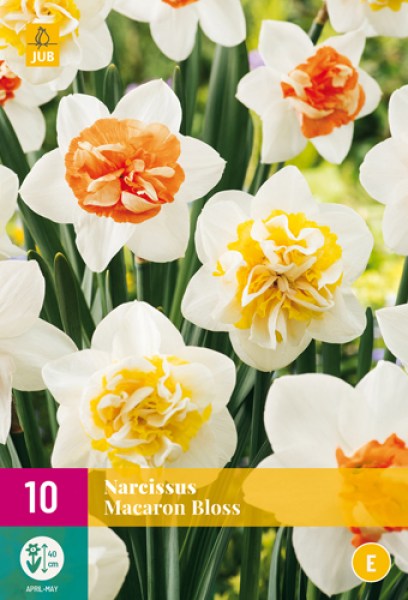 Narcis, Macaron Bloss, cibuloviny, cibulky kvetov, kvety, plnokvety narcis, narcis s oranzovym stredom, 