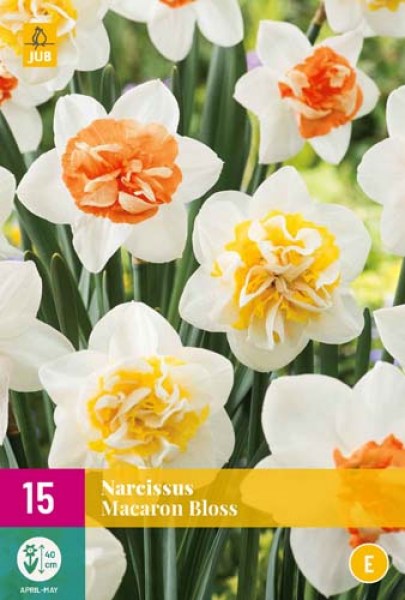 Narcis, Macaron Bloss, cibuloviny, cibulky kvetov, kvety, plnokvety narcis, narcis s oranzovym stredom, 