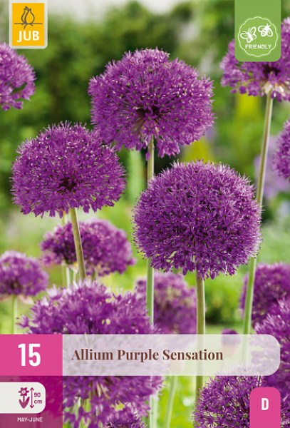 cibule kvetov, cibuloviny, Okrasný Cesnak, Allium Purple Sensation