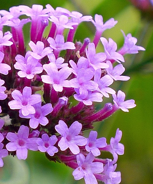 499591-verbena-purple-haze-large